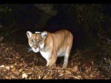 Celebrity Mountain Lion P 22 Visits Silver Lake Once Again This Weekend