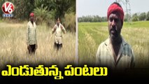 Crop Drying Up As Govt Failed to Release Water From SRSP Project | V6 News