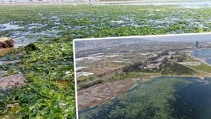 İzmir'de Deniz Marulu kabusu geri döndü