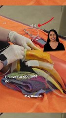 Una impresora 3D y un grupo de expertos le dieron una segunda oportunidad a este pato