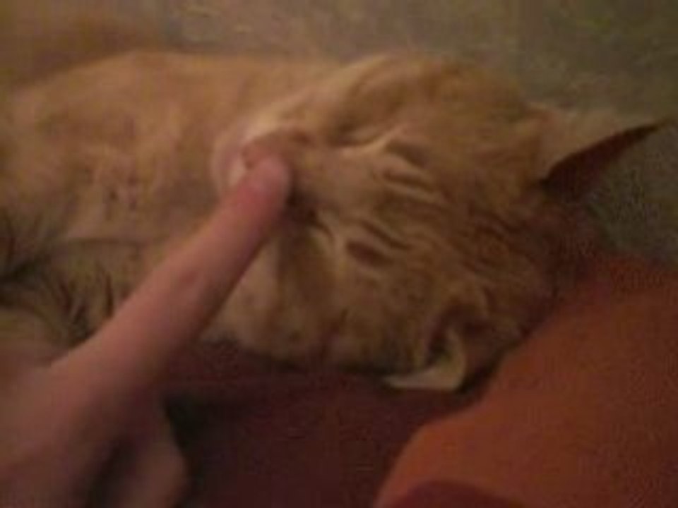 Chat ronron chatouille