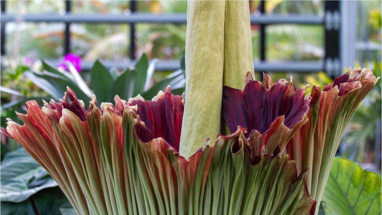 Environnement : une "plante pénis" a fleuri dans un jardin botanique des Pays-Bas