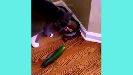 Funniest Cats and Dogs | Funny Animal Videos | Fun Shorts #511