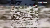 Yaban keçilerinin peşine düşen kurtlar görüntülendi