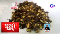 Dapat Alam Mo!: Insektong duran-duran, puwede palang kainin?