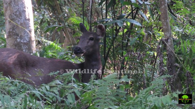 Greater One Horn Rhinoceros | Kaziranga National Park | UNESCO World Heritage Site | Census 2022
