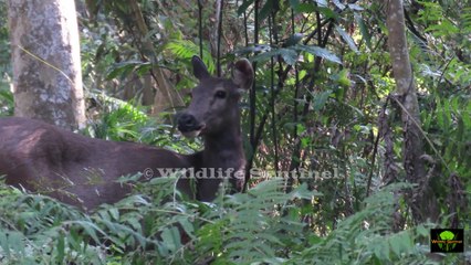 Greater One Horn Rhinoceros | Kaziranga National Park | UNESCO World Heritage Site | Census 2022