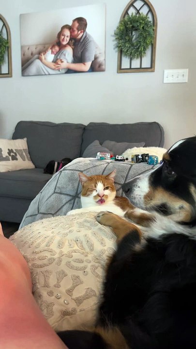 Cat Suckles the Air