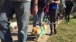 2019 Million Paws Walk at the Macquarie River