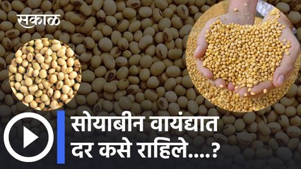 Soyabean Bajarbhav देशात टिकून | Soybean price | Agrowon
