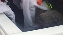 Injured koala brought safely to ground at The Lagoon