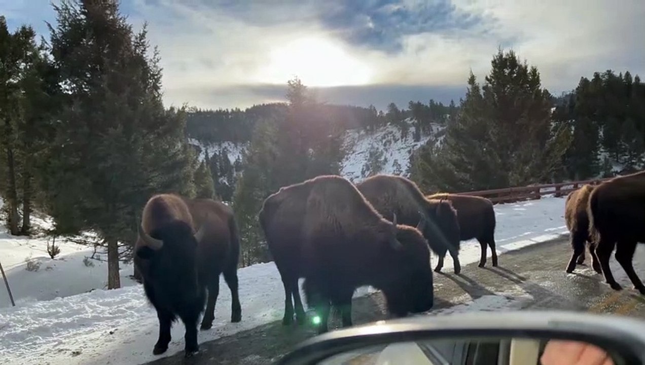 Serene Skies Driving Side by Side with Bison in Yellowstone