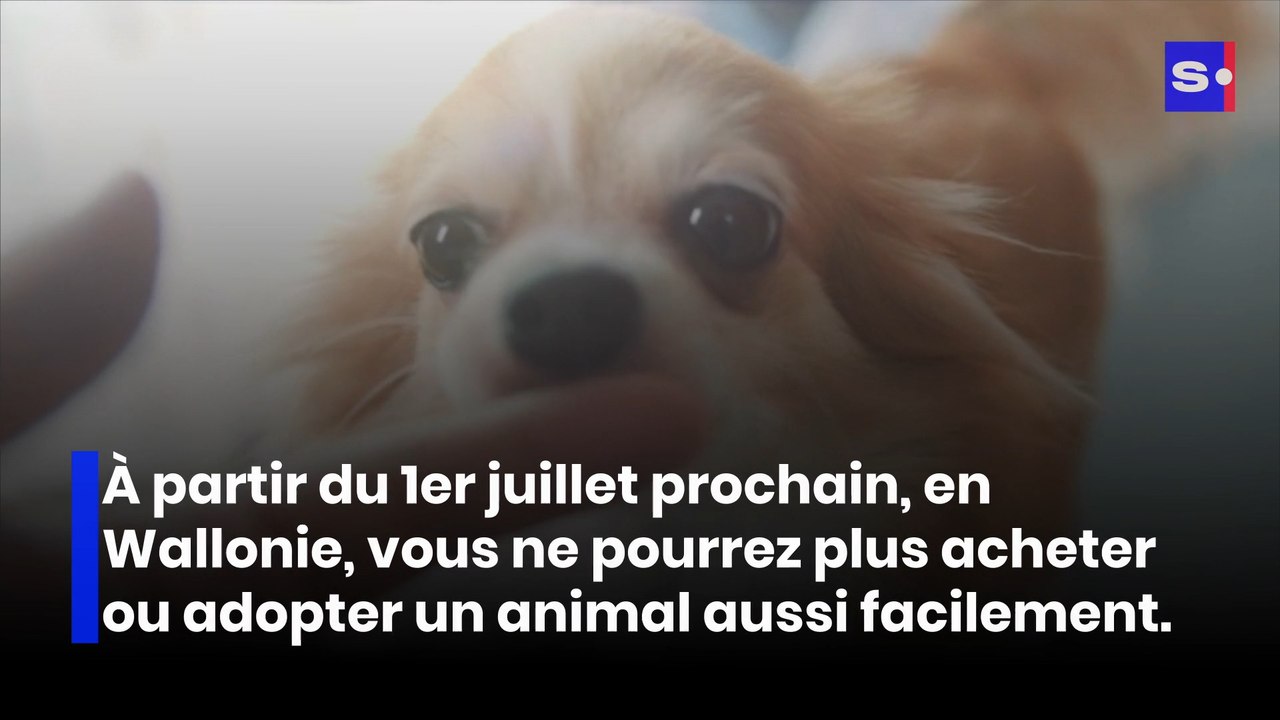 Maltraitance animale : des règles plus strictes en Wallonie