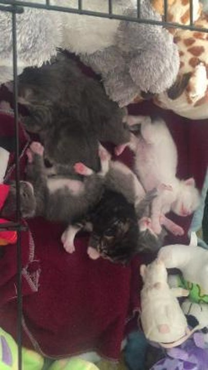 Rescued kittens