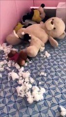 Cet ours en peluche à un alien dans le ventre