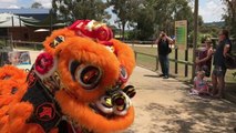 Ballarat Wildlife Park celebrates Chinese New Year