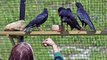 Red-billed choughs return to Dover Castle as part of ground-breaking conservation project