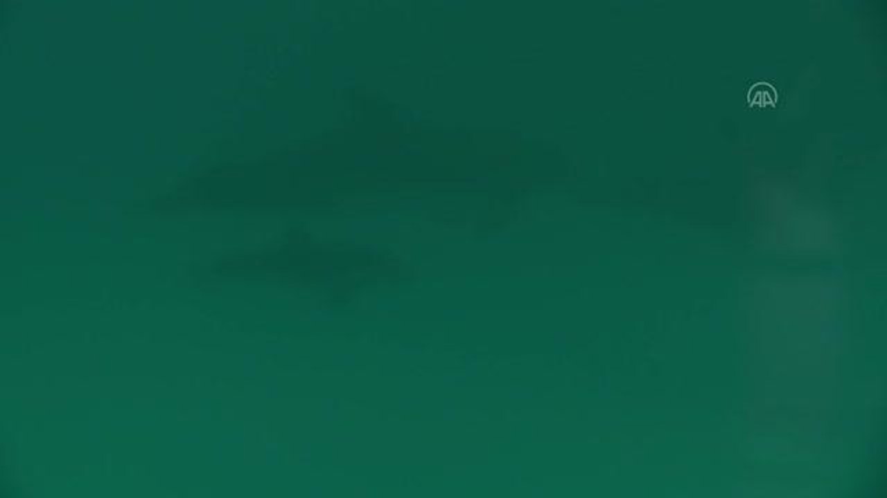 Rusya saldırısı altındaki Ukrayna'nın Odessa kentinde yunus akvaryumu yeniden açıldı