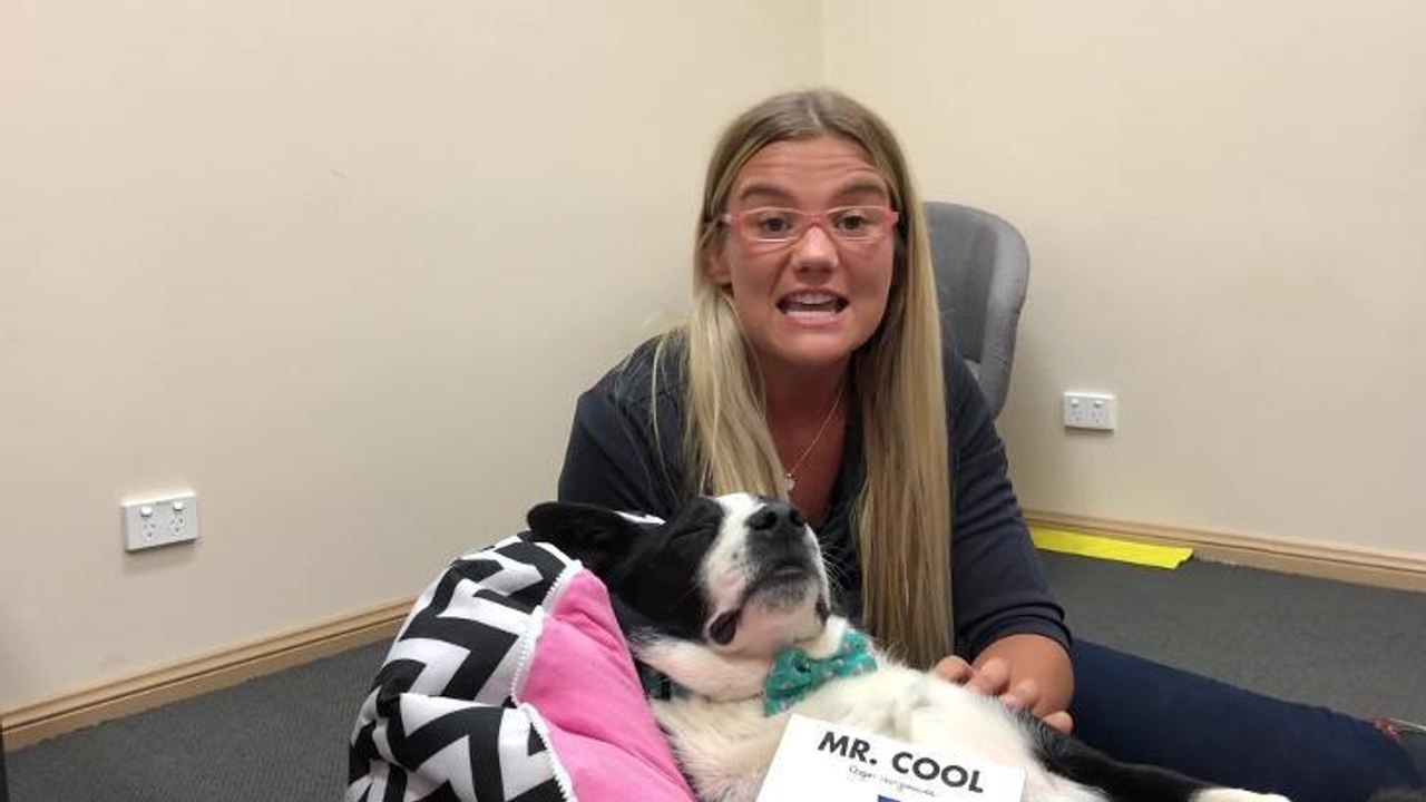 Bear the therapy dog