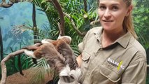Billabong Zoo koala and primates senior keeper Simone Popp discussing the cotton-top tamarins