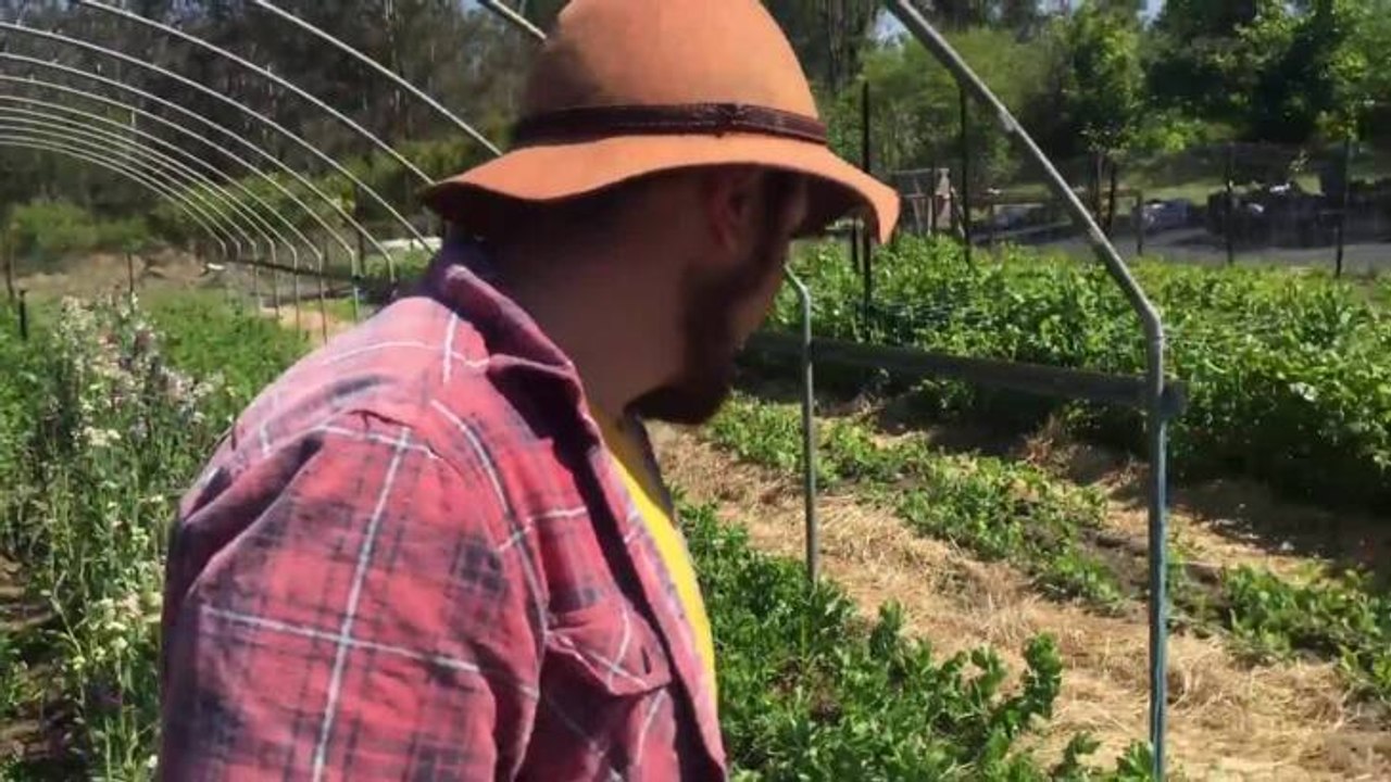 Microgreens