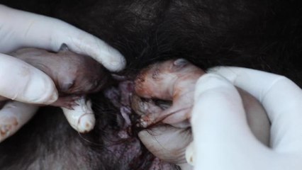 Devil joeys revealed