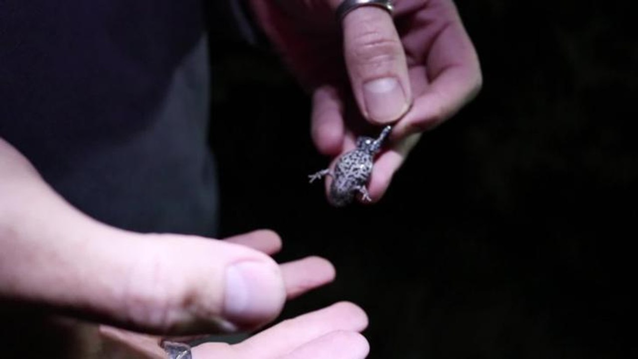 Newcastle herald - frog find