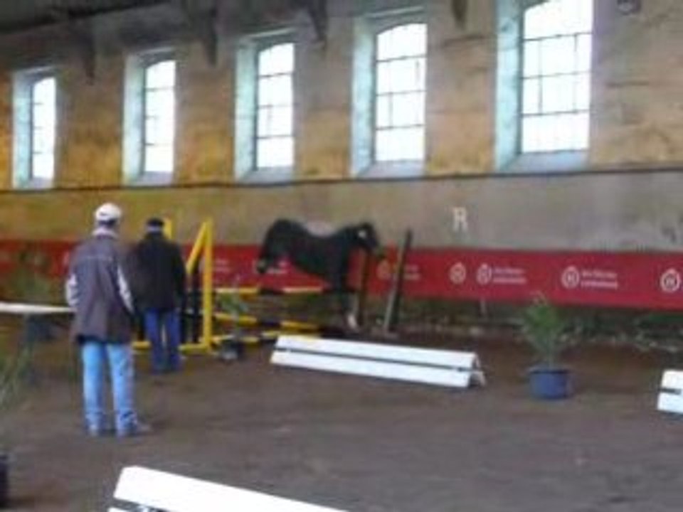 Etalons Haras du Pin Mars 2008 OSIRIS DE ST BARTH