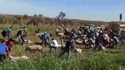 Argentinos se robaron los cerdos de un camión que volcó en la carretera