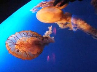 Ocean park Meduses