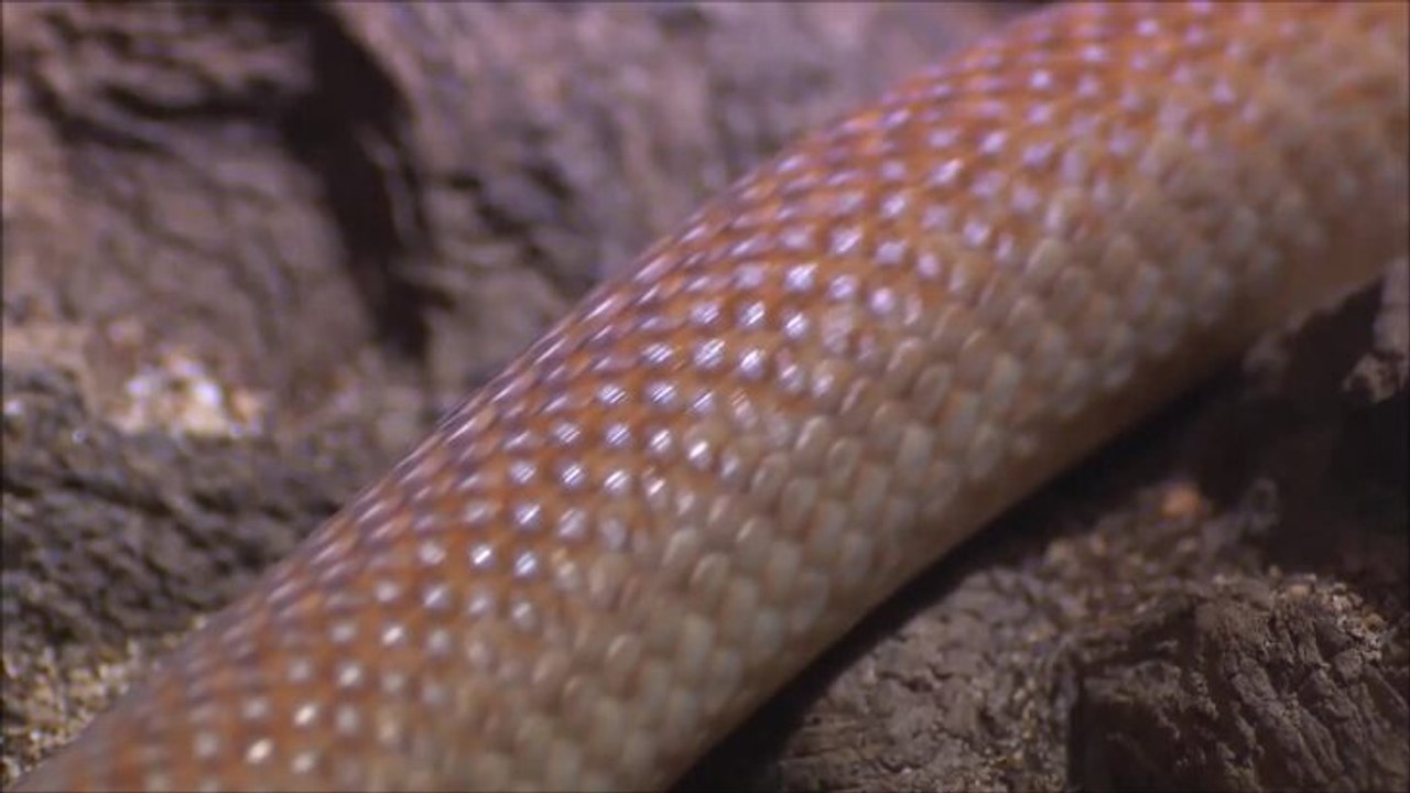 Venomous snakes in action