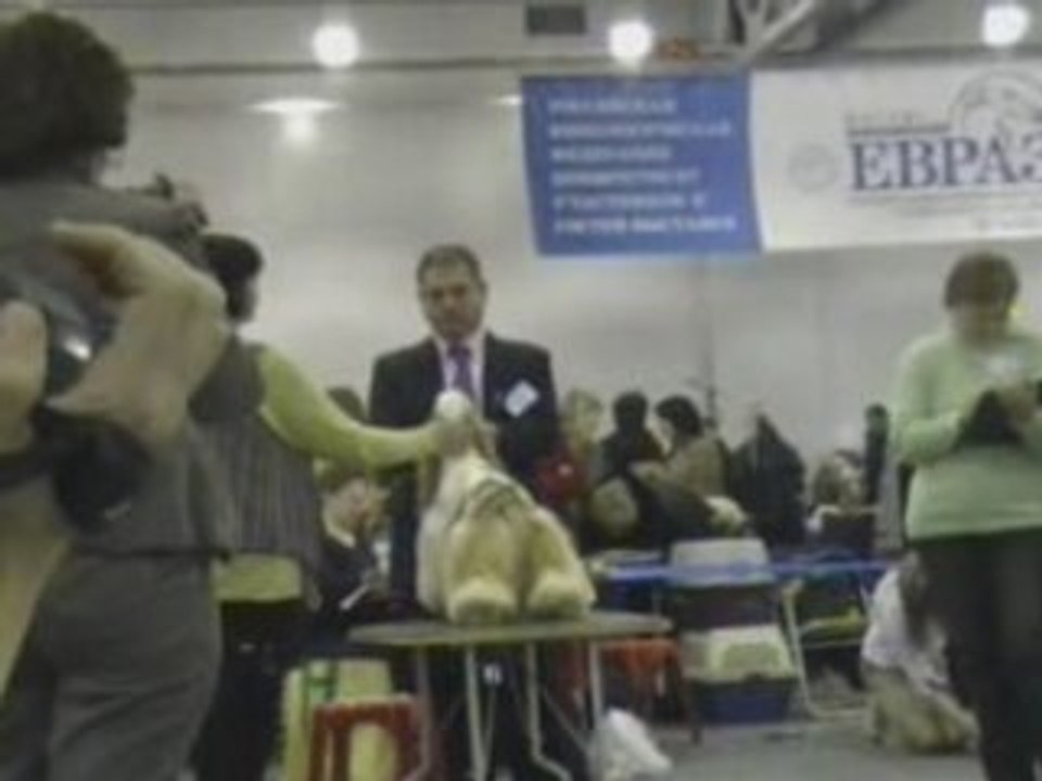 Dog Show EURASIA-2 24.02.2008 Moscow part 6