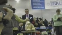 Dog Show EURASIA-2 24.02.2008 Moscow part 6