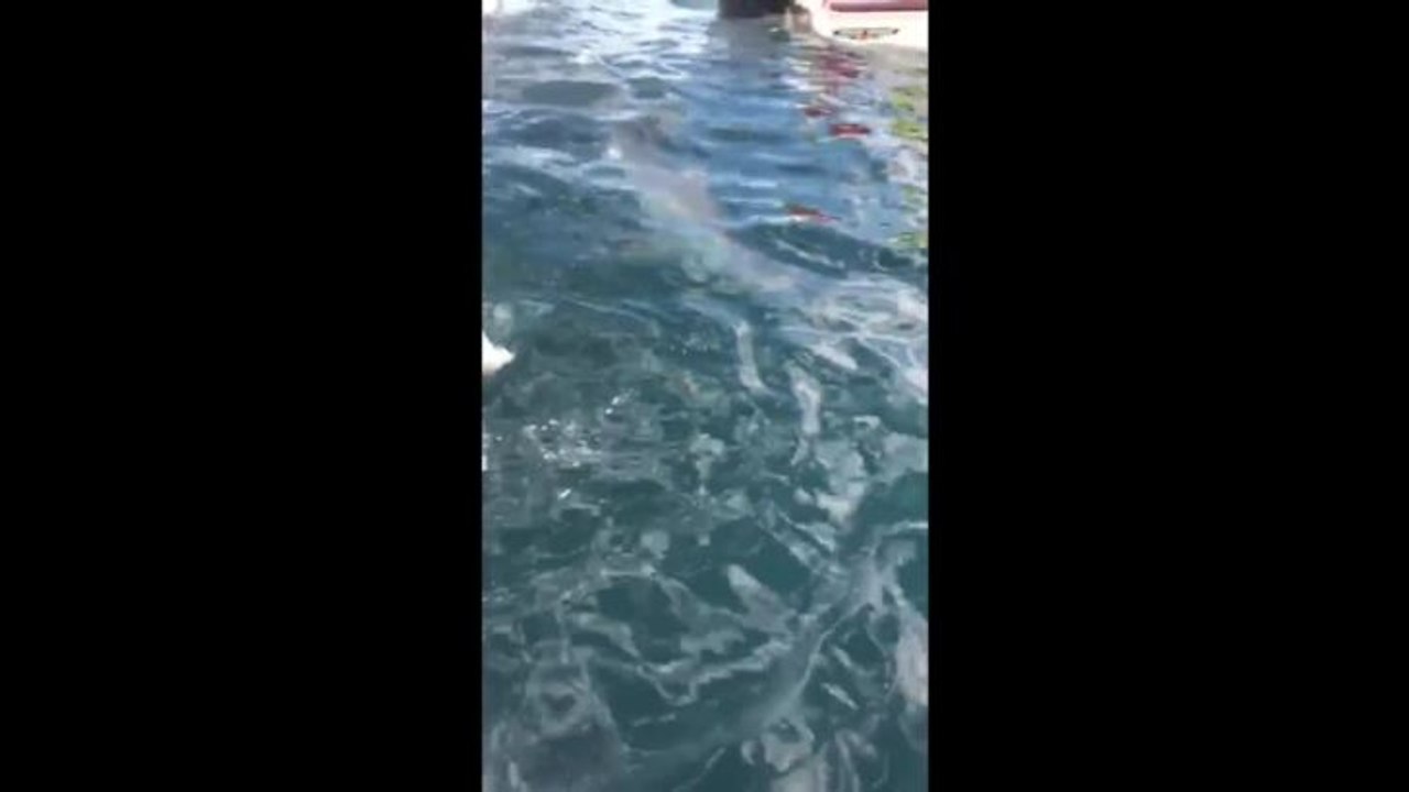 Shark video 2