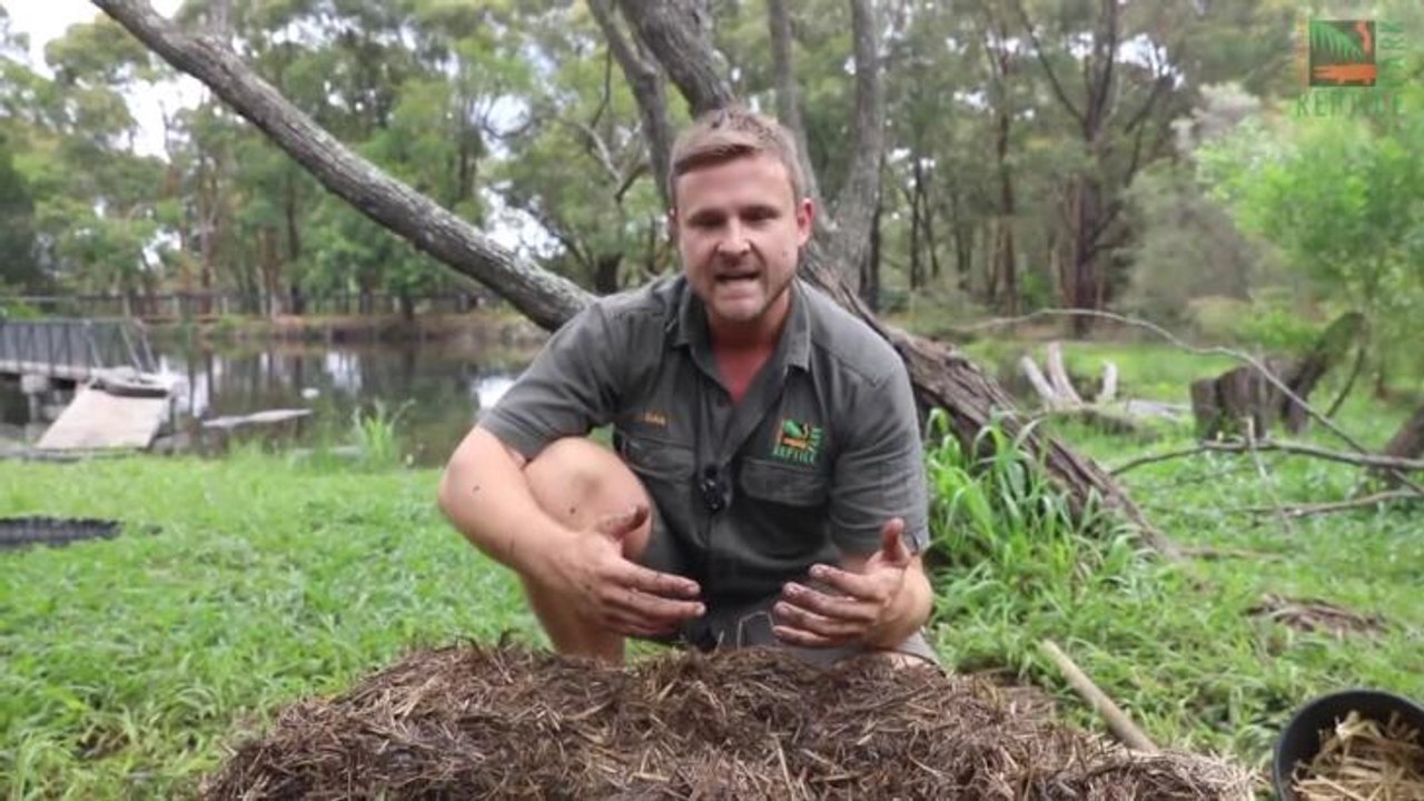 Watch the alligator nest raid