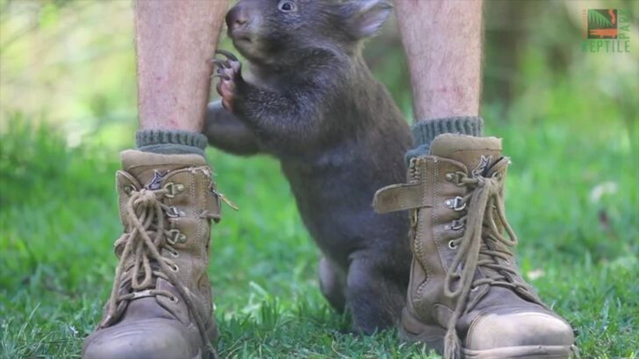 Meet Holly The Wombat
