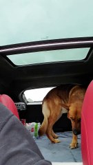 Doggo Does Not Like Long Car Rides