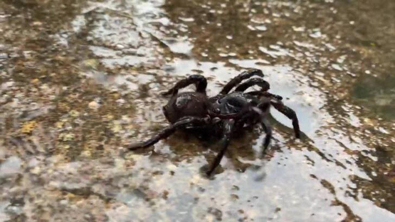 DEADLY SPIDERS ON THE MOVE