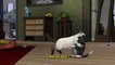 Les Sims 3 : Animaux & Cie : Trevor nous parle du jeu