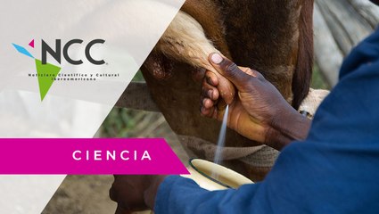 ¿Qué es la brucelosis? Una universidad ecuatoriana investiga sobre ello?