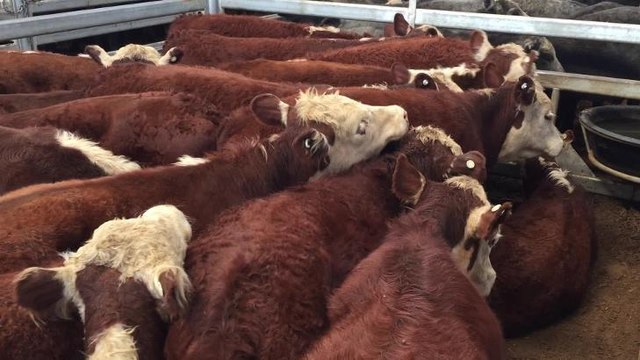 WJ McKell & Co sold 20 steers for $920