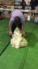 Jonathan Dalla blade shearing at Hay