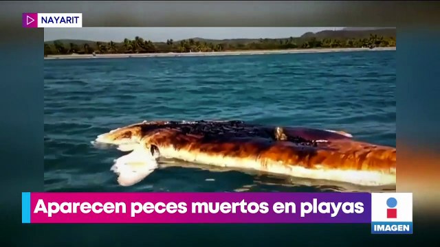 Aparecen peces muertos en playas de Nayarit