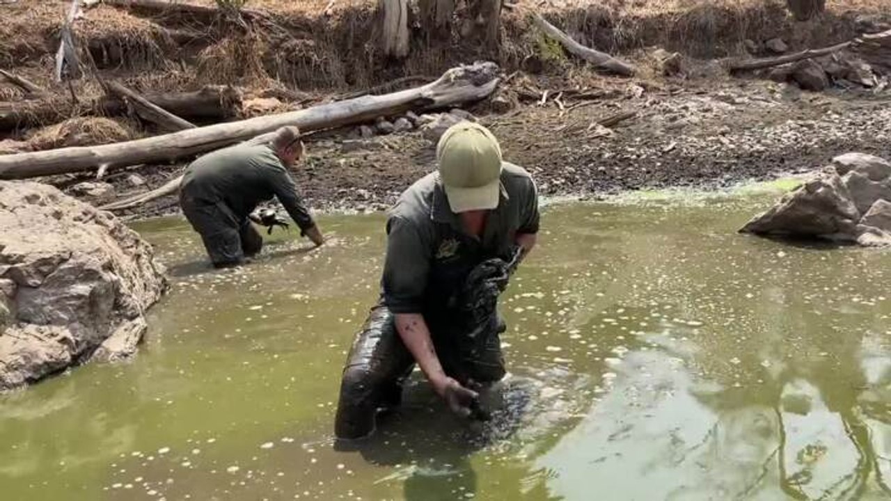 First Manning River Turtle Collection