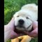 Have You Ever Seen an Unhappy Person with Golden Retriever - Funny and Cute Golden Retriever Puppies