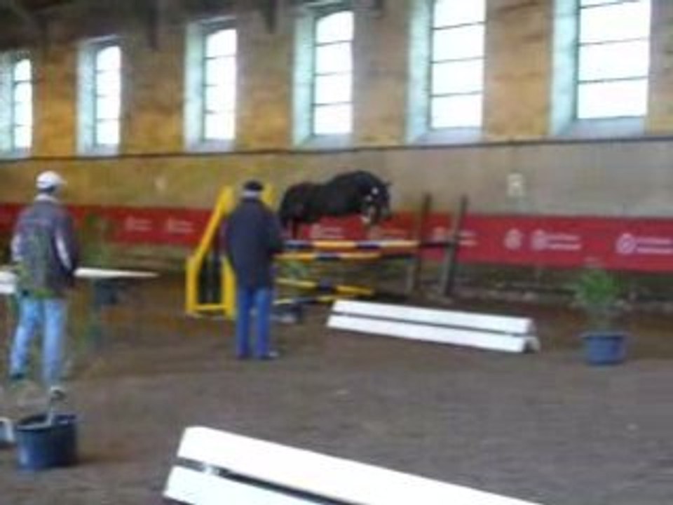 Etalons Haras du Pin Mars 2008 OSIRIS DE ST BARTH Oxer2