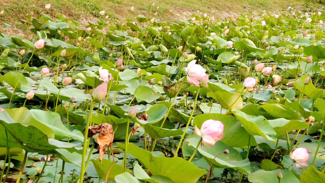 বোটানিক্যাল গার্ডেন
