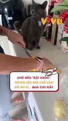 Chú mèo 'bật khóc' trong lúc đợi chủ làm đồ ăn vì... quá cay mắt