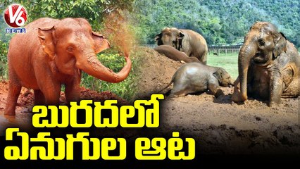 Elephant Mud Bath in Tamil Nadu _ V6 News