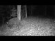 Wild Hog Sniffs For Acorns In Forest